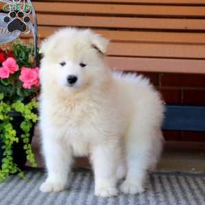 Peyton, Samoyed Puppy