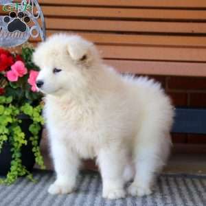 Peyton, Samoyed Puppy