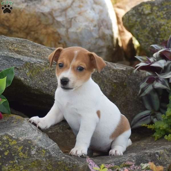 Starlight, Jack Russell Terrier Puppy