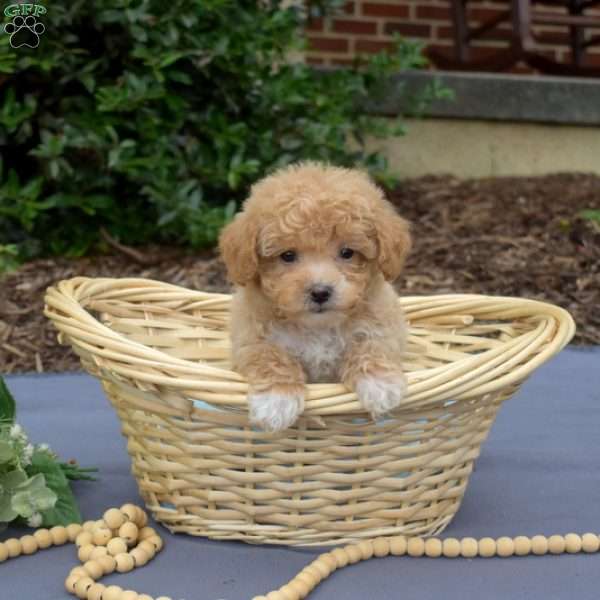 Pickles, Bich-Poo Puppy