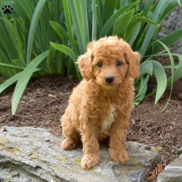 Pickles, Miniature Poodle Puppy