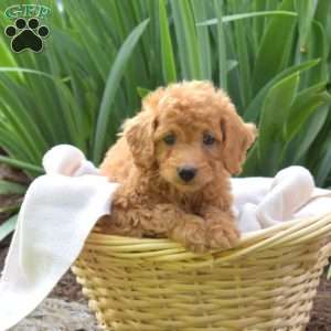 Pickles, Miniature Poodle Puppy