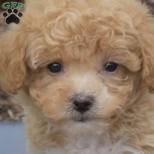Pickles, Bich-Poo Puppy