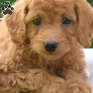 Pickles, Miniature Poodle Puppy