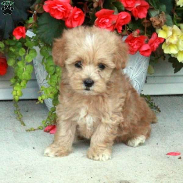 Pierce, Maltipoo Puppy
