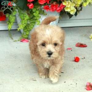 Pierce, Maltipoo Puppy