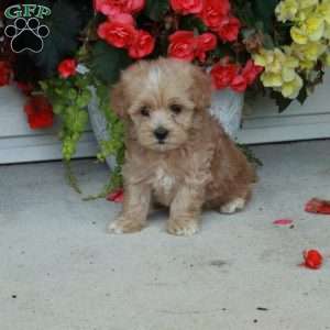 Pierce, Maltipoo Puppy