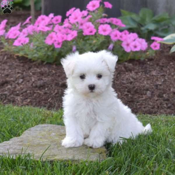 Pip, Maltese Puppy