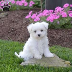 Pip, Maltese Puppy