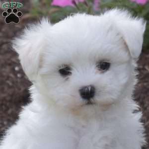 Pip, Maltese Puppy