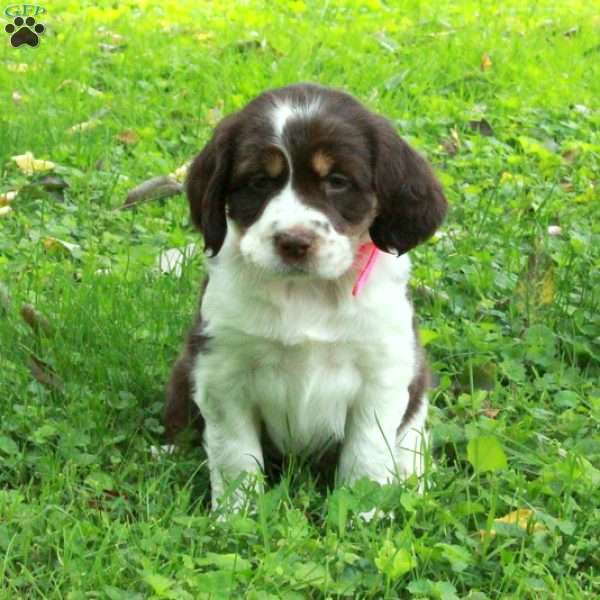 Piper, English Springer Spaniel Puppy