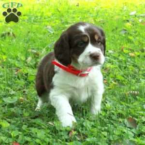 Piper, English Springer Spaniel Puppy