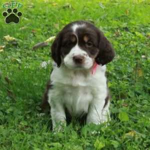 Piper, English Springer Spaniel Puppy