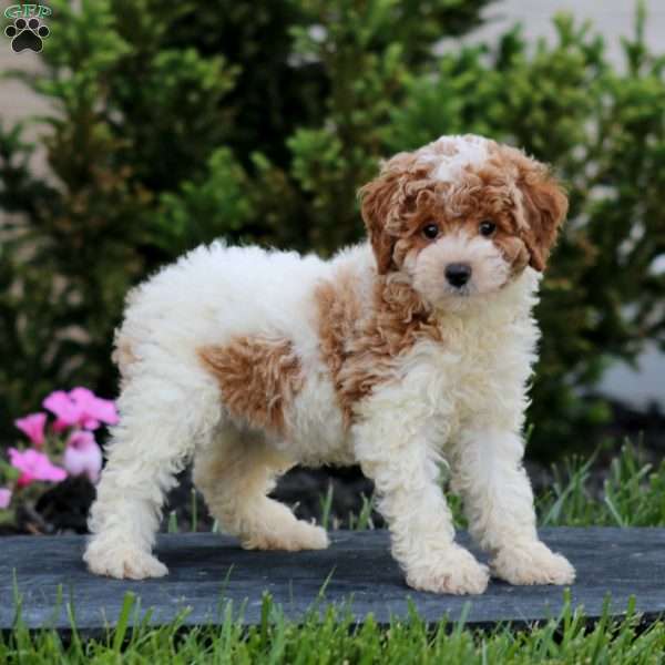 Piper, Miniature Poodle Puppy