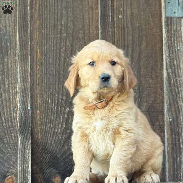 Piper, Golden Retriever Puppy