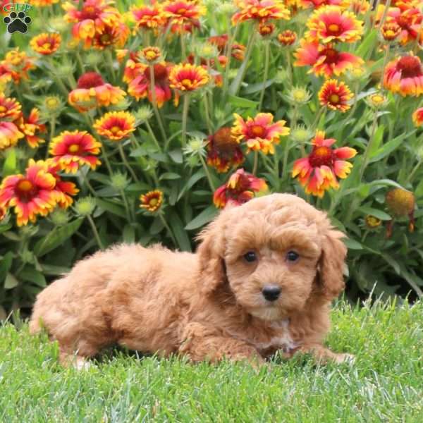 Pipin, Toy Poodle Puppy