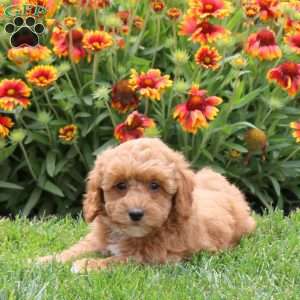 Pipin, Toy Poodle Puppy