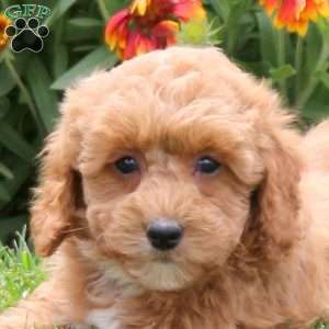 Pipin, Toy Poodle Puppy