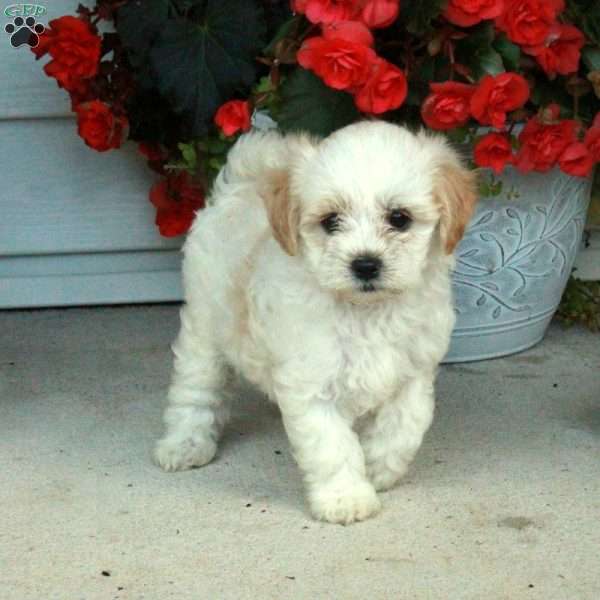 Pippa, Maltipoo Puppy