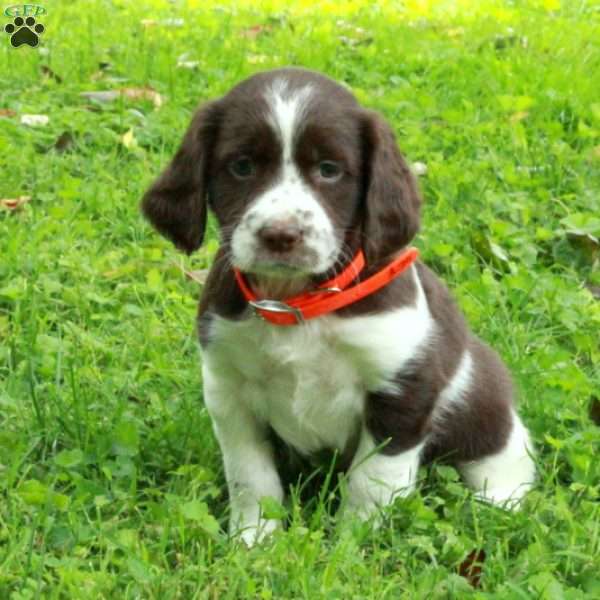 Pippa, English Springer Spaniel Puppy