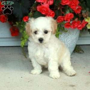 Pippa, Maltipoo Puppy