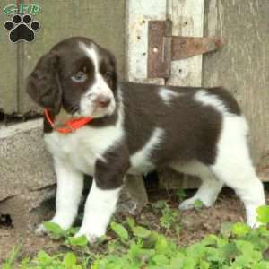 Pippa, English Springer Spaniel Puppy