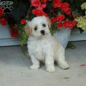 Pippa, Maltipoo Puppy