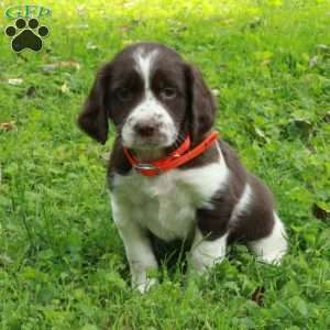 Pippa, English Springer Spaniel Puppy