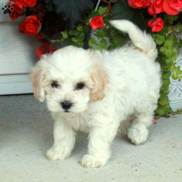 Pippin, Maltipoo Puppy