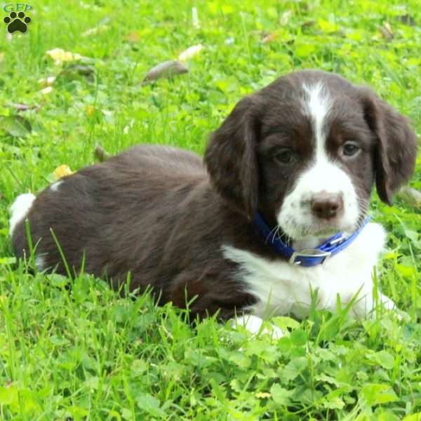 Pippin, English Springer Spaniel Puppy