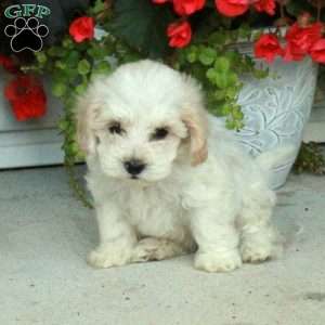 Pippin, Maltipoo Puppy