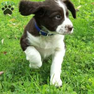 Pippin, English Springer Spaniel Puppy