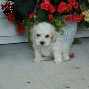 Pippin, Maltipoo Puppy