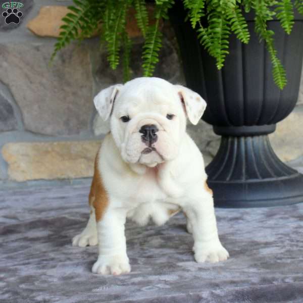 Pokie, English Bulldog Puppy