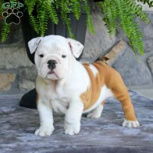 Pokie, English Bulldog Puppy