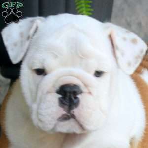Pokie, English Bulldog Puppy
