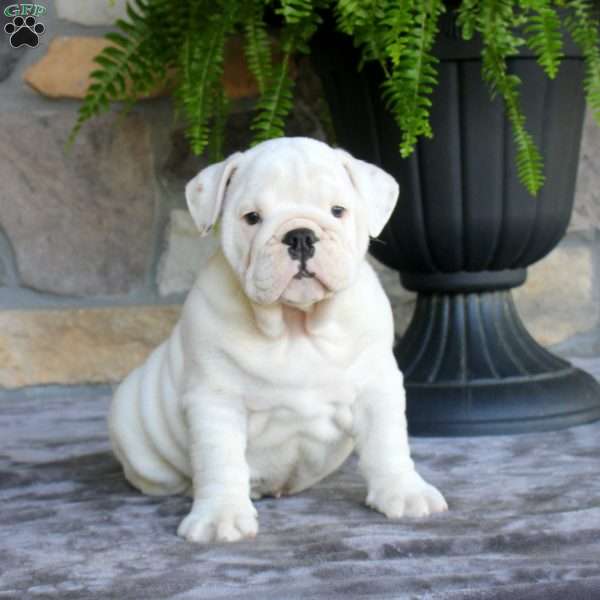 Polar, English Bulldog Puppy
