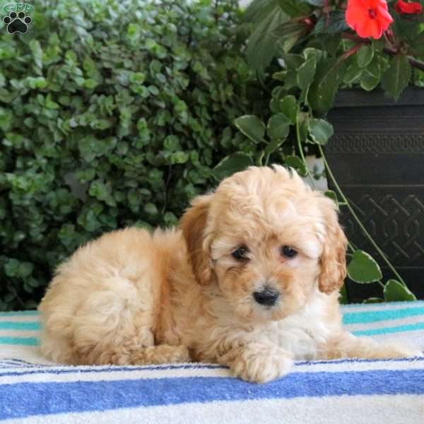 Polly, Miniature Poodle Puppy
