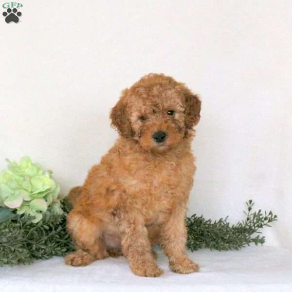 Polly, Mini Goldendoodle Puppy