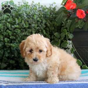 Polly, Miniature Poodle Puppy
