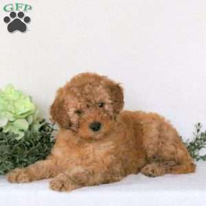 Polly, Mini Goldendoodle Puppy