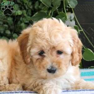 Polly, Miniature Poodle Puppy