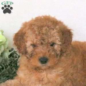 Polly, Mini Goldendoodle Puppy