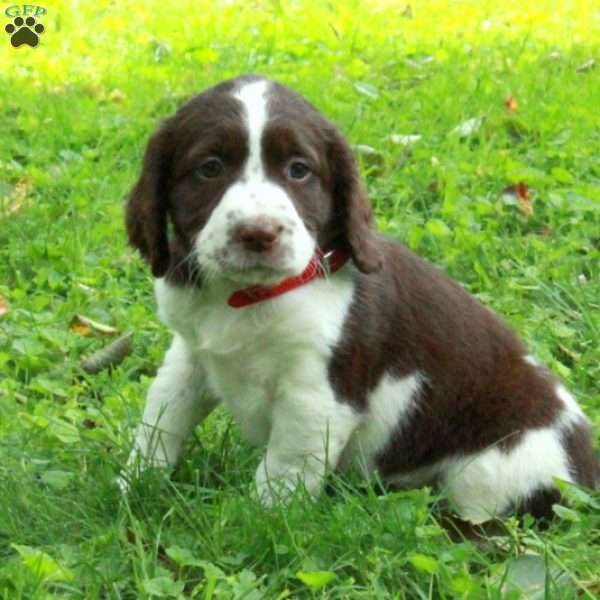 Poppy, English Springer Spaniel Puppy
