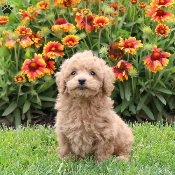 Poppy, Toy Poodle Puppy