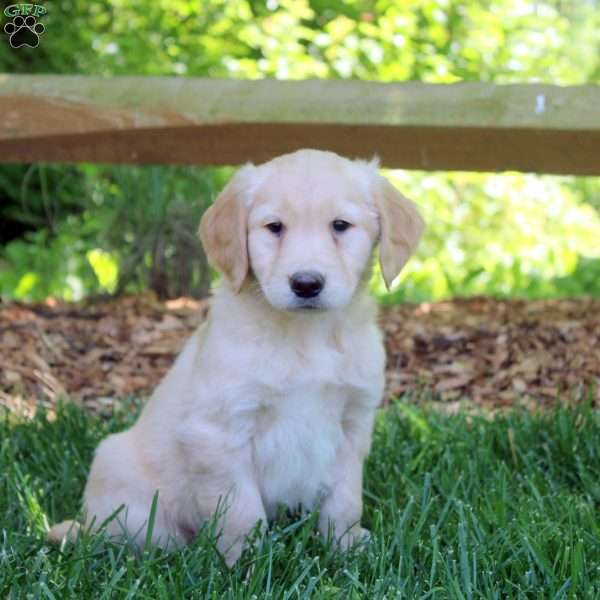 Poppy, Golden Retriever Puppy