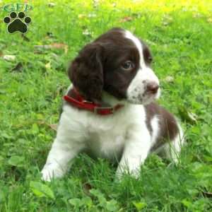 Poppy, English Springer Spaniel Puppy
