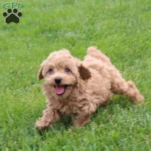 Poppy, Toy Poodle Puppy