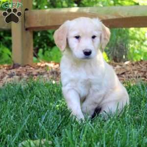 Poppy, Golden Retriever Puppy