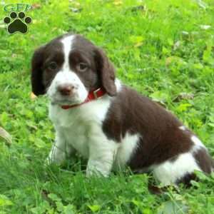 Poppy, English Springer Spaniel Puppy